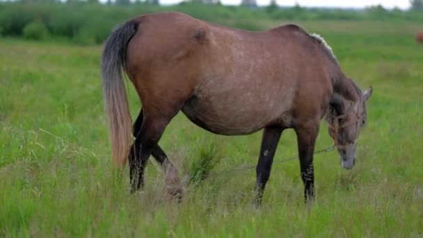 Mooie zwangere paard grazen in het veld. — Stockvideo