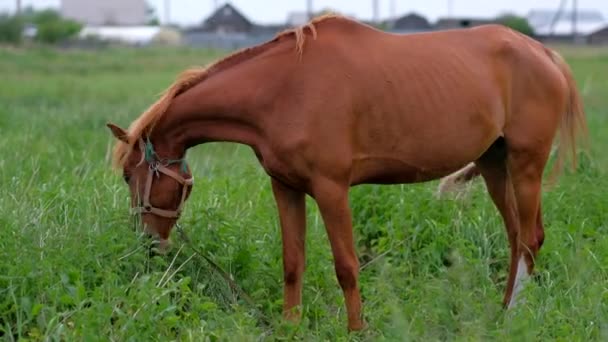Ingefära häst bete i naturen — Stockvideo