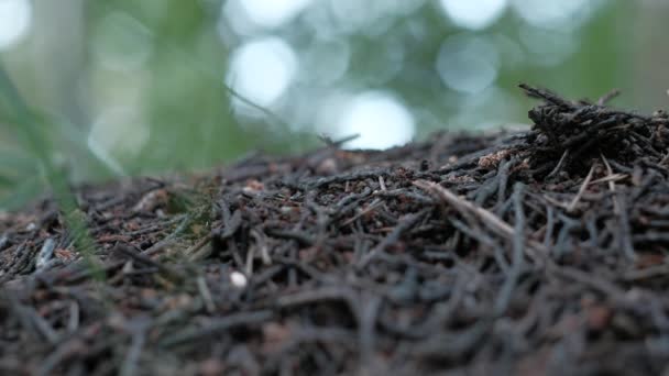 Nahaufnahme Ameisenhaufen im Wald. — Stockvideo