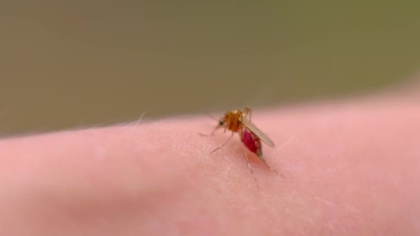 Mosquito sangre chupando en la piel humana . — Vídeos de Stock