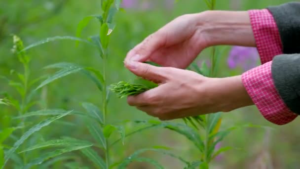 Arbeiter auf der Teeplantage. — Stockvideo