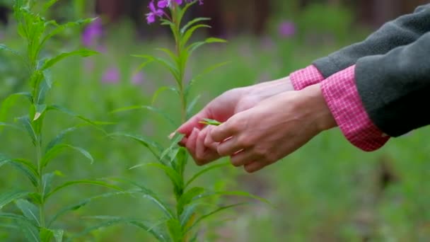 Trabajador de plantaciones de té . — Vídeo de stock