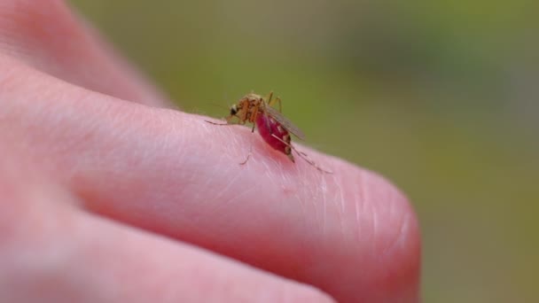 Mosquito sání krve na lidské kůži. — Stock video