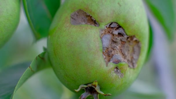 Concept van slechte oogst. Pear. — Stockvideo