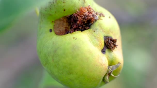 Concept van slechte oogst. Pear. — Stockvideo
