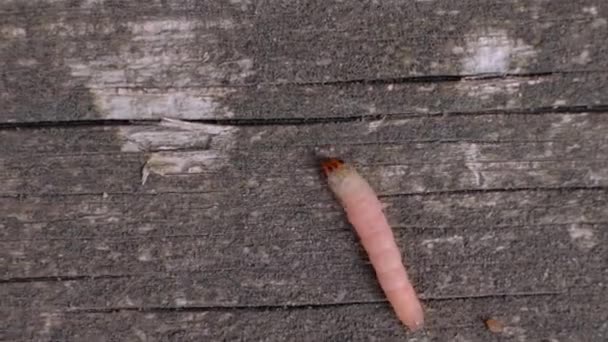 Mammal worm crawl on wooden background. — Stock Video