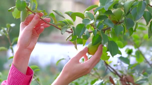 Una joven agricultora arranca una pera de un árbol . — Vídeos de Stock