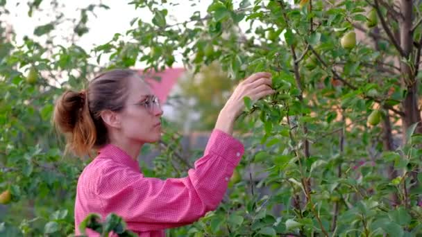 Een jonge vrouw boer plukt een peer van een boom. — Stockvideo