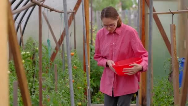 Jungbäuerin sammelt reife Tomaten im Gewächshaus. — Stockvideo