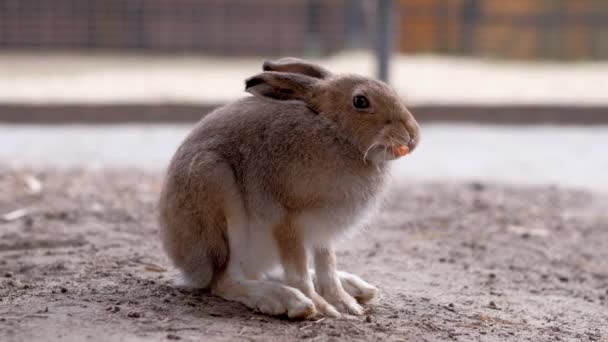 Brown Hare está masticando una zanahoria . — Vídeos de Stock