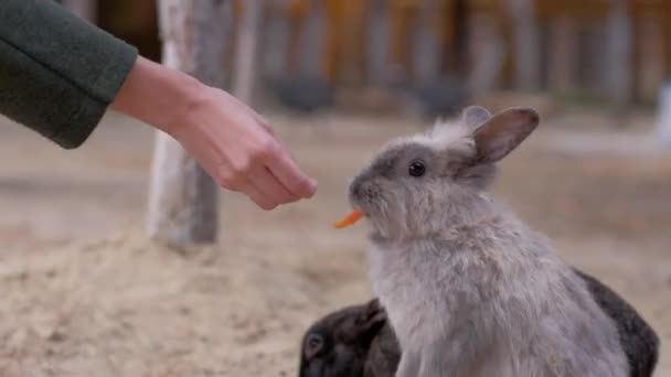Girl feeds a carrot rabbit — Stock Video