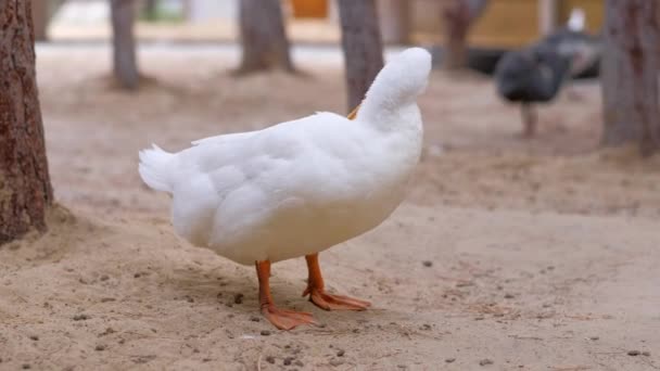 White duck on farming. — Stock Video