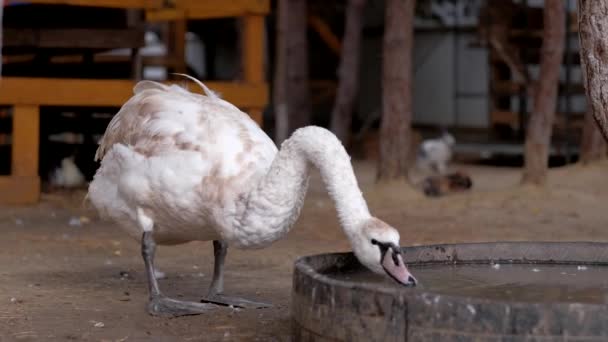 Gran cisne blanco beber agua en la granja . — Vídeo de stock