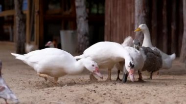 Ördekler çiftlikte yemek yer..