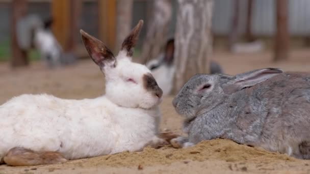 Conejos novios duermen en granja . — Vídeos de Stock