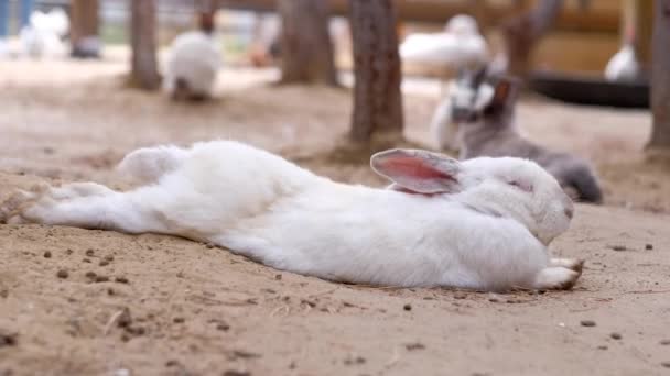 Konijn rusten op de grond op de boerderij — Stockvideo