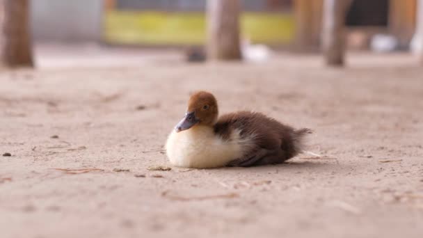 Petit canard se reposant à la ferme . — Video