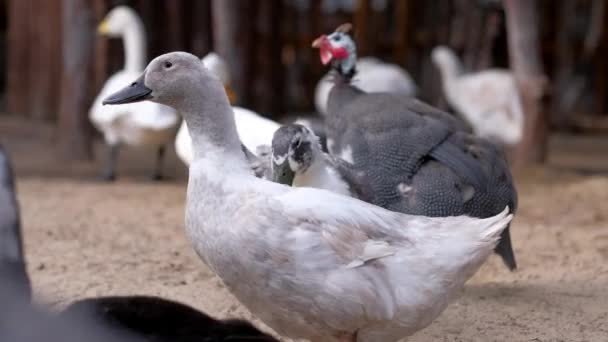 Kudde van Guinea FOW op boerenerf. — Stockvideo