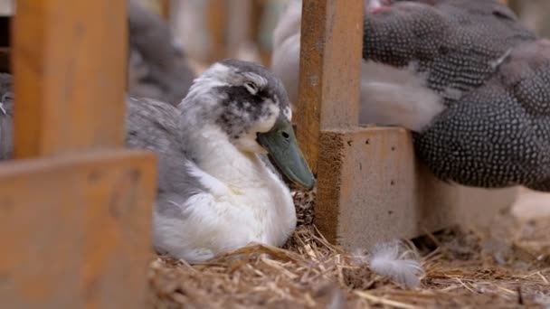 Slaperig eend rusten op boerderij. — Stockvideo