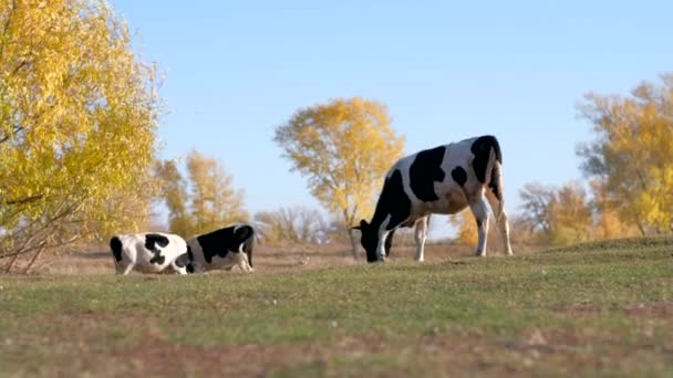 Birçok inek nehir kıyısında güzel bir sonbahar manzarasının arka planında yürür.. — Stok video