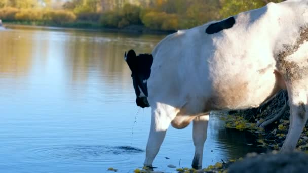 Grote zwarte en witte koe drinken water uit de rivier en ga verder. — Stockvideo