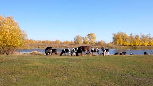 Muchas vacas caminan sobre el fondo de un hermoso paisaje otoñal junto al río . — Vídeos de Stock