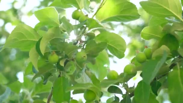 Jablka na stromě v zahradě. — Stock video