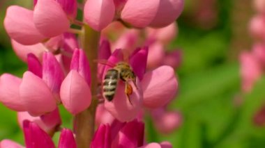 Makro görüntüler arı ve çiçek.