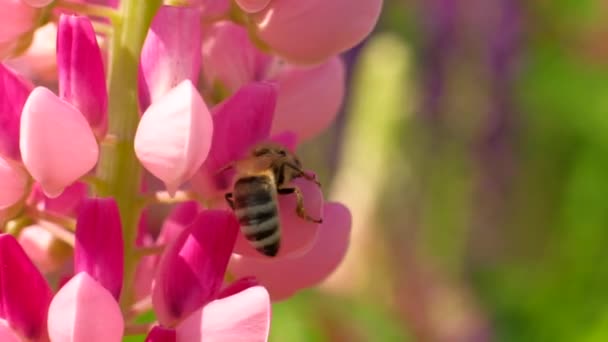 La abeja recoge el néctar de las flores . — Vídeo de stock