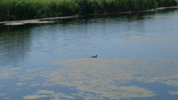 Largo tiro de un pato solitario en el río — Vídeo de stock