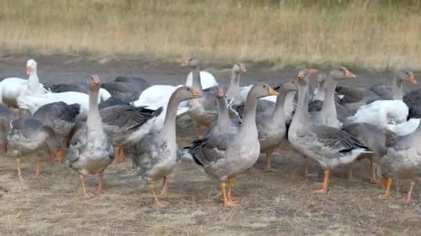 Gansos domésticos caminando en una bandada en un prado — Vídeo de stock