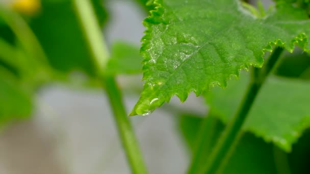 Druppels regen water dauw op groene bladeren — Stockvideo