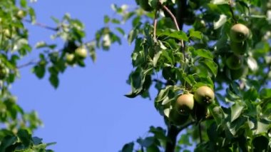 Bahçedeki ağaçta olgun armutlar.