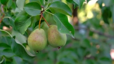 Bahçedeki ağaçta olgun armutlar.