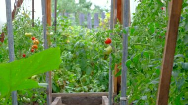 Bahçede büyüyen salatalıklara yakından bakın..