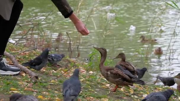 Elle beslenen ördek — Stok video