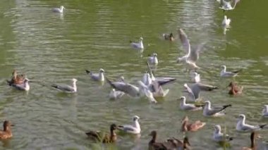 Nehir kenarındaki kuşları besliyor..