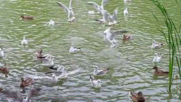 Voed vogels bij de rivier. — Stockvideo