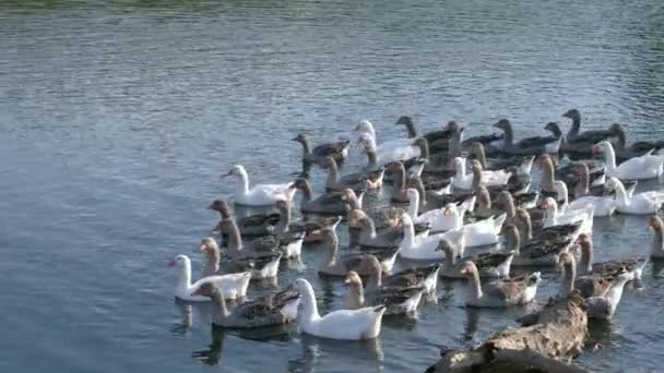 Gansos domésticos nadam na lagoa da aldeia — Vídeo de Stock