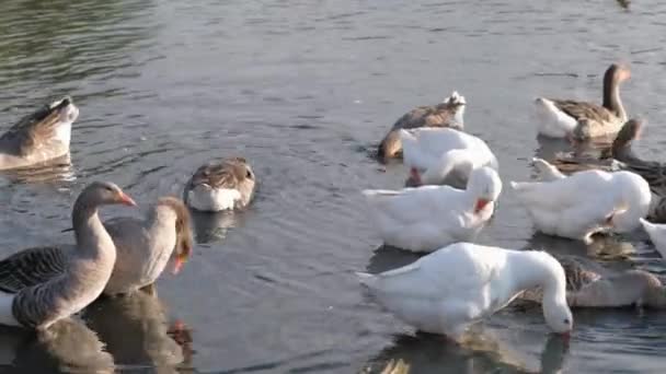 Los gansos domésticos nadan en el estanque del pueblo — Vídeo de stock