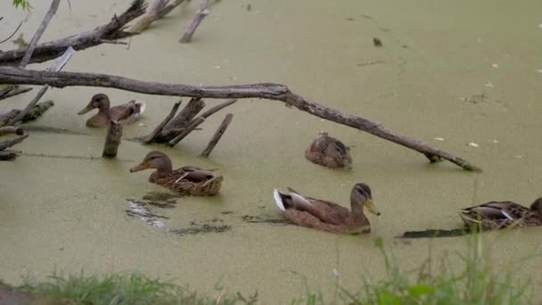 Wild ducks swimming in the pond — Stock Video