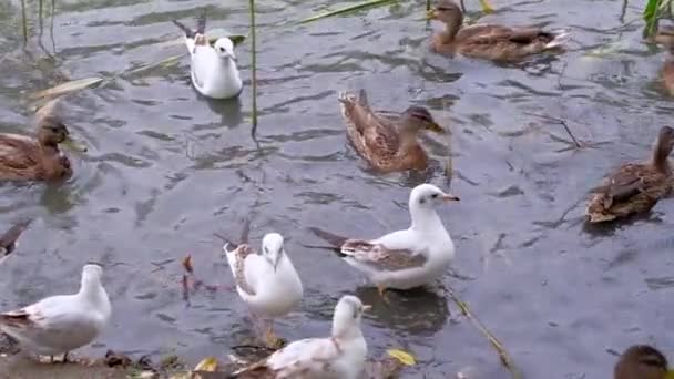 Alimenta aves cerca del río. — Vídeos de Stock