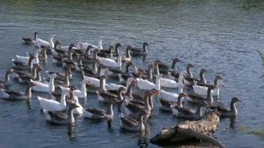 Evcil kazlar köy havuzunda yüzerler.