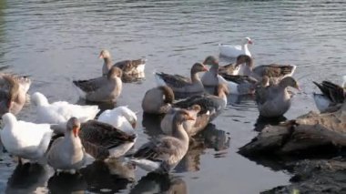 Evcil kazlar köy havuzunda yüzerler.