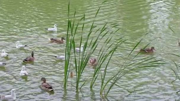 在城市公园的河里游泳的鸭子和海鸥. — 图库视频影像