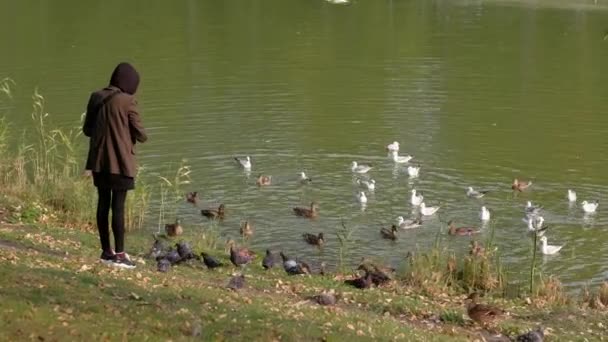 Samica karmi ptaki w pobliżu rzeki. — Wideo stockowe