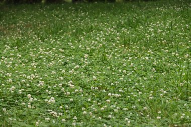Çimenli ve yoncalı yeşil çimen