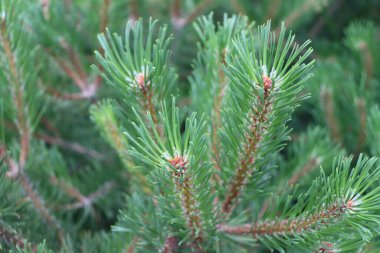 Yeşil çam dalları yakın plan