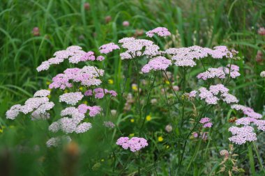 Bahçede pembe kiremit tomurcuklanır