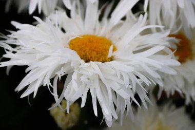 Güzel Terry Papatya Afrodit çiçekleri